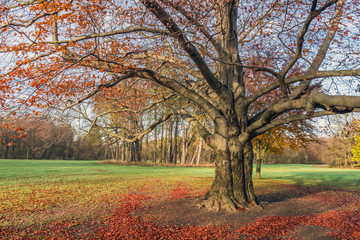 Alter Baum mit herbstlichem Laub