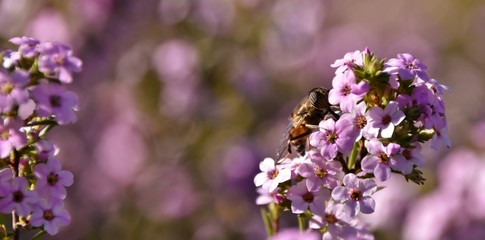 Obraz premium Close up of a Hoverfly on purple blossoms