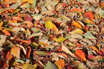 Colorful autumn leafs of persimmon tree, Italy
