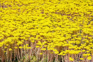 Yellow sedum flowers, natural scene