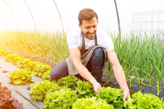 Young attractive man harvesting vegetable in a greenhouse