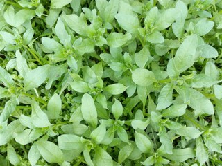 Glade Spring plants and herbs