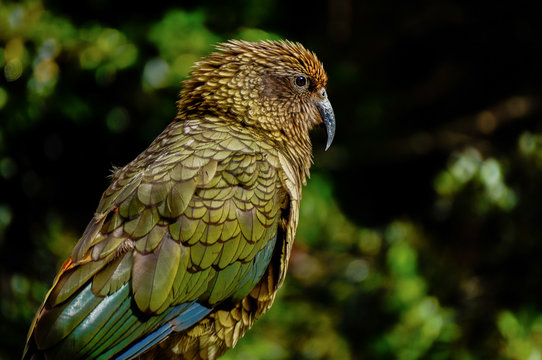 Fototapeta New Zealand Kea gazing into the forest