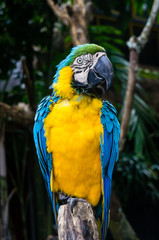 Parrot