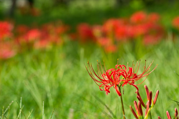 Red spider lilies in Japan