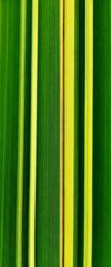 Close up of green and yellow grass blades