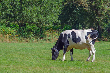 Cow grazing in the galician meadows