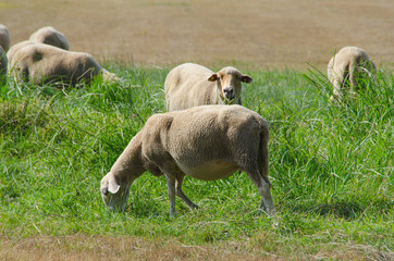 Sheeps grazing in galicia