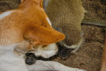 Vervet monkey playing with a dog