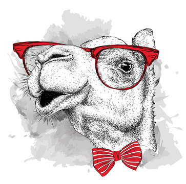 Image Portrait camel in the cravat and with glasses. Vector illustration.