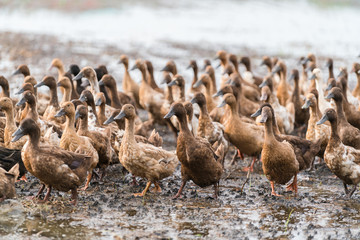 Obraz premium Many duck forage food in rice field 