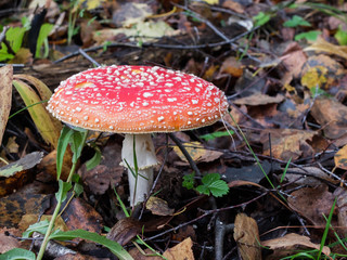 Poisonous mushroom in the forest
