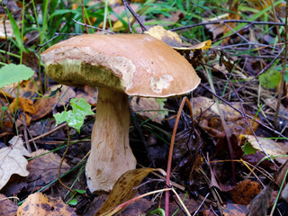 Boletus in the forest
