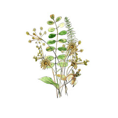 leaves, grass, flowers, watercolor, frame