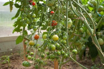 Green and red tomatoes on a branch in the garden