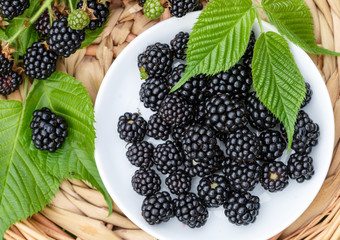 Ripe juicy blackberries with leaves in a wicker plate
