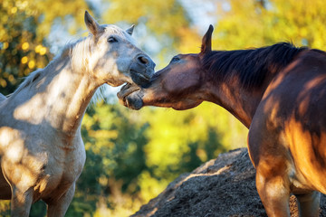 Horse love and confrontation 