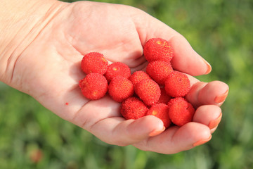 the fruit of the strawberry tree