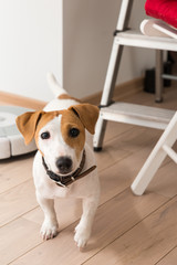 Jack Russell Terrier at home