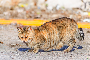 brown cat on the street