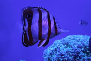 Pesci tropicali - Nemo e coralli