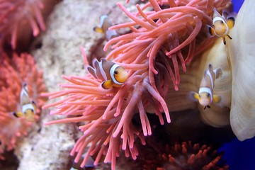 Plakat Pesci tropicali - Nemo e coralli