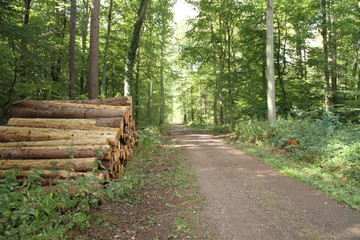 Waldweg mit einem Holzpolter