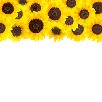 Yellow sunflowers background