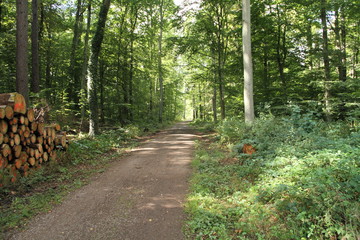 Waldweg mit  Holz