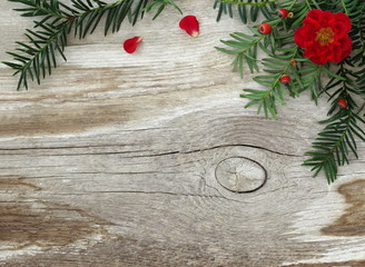Natural rustic fall or winter background with branch of yew tree, red roses and old wooden board. Decorative winter frame or border with green needles and red flowers on a wood background. Top view.