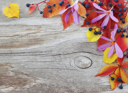 Autumn rustic background with colorful leaves on a wooden board. Natural decorative frame or border with autumn flowers, leaves and berries on a wooden background. Top view.