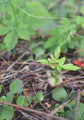 neem tree