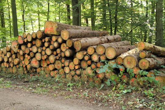 Holzpolter im Wald