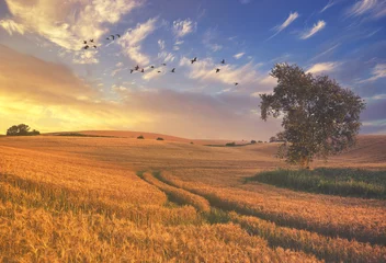 Photo sur Plexiglas Campagne rural landscape, color retro, vintage