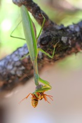 キイロスズメバチを捕食するカマキリ