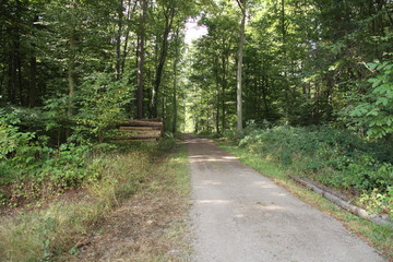 Obraz premium Wald
