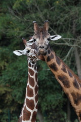 wedding ritual giraffes