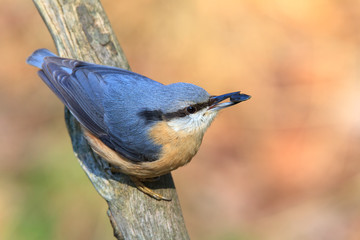 Kleiber mit Sonnenblumenkern