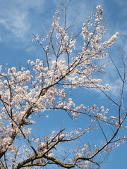 春の青空と桜