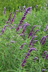 Obraz premium flowers