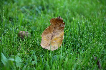 One brown autumn leaf in green grass