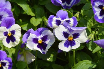 Beautiful blue violet flowers in the garden 