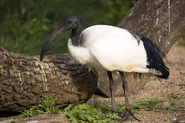 African sacred ibis, Threskiornis aethiopicus, was considered sacred