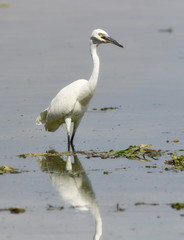 Little Egret in river, Egretta garzetta