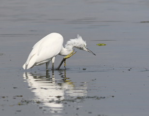 Little Egret in river, Egretta garzetta