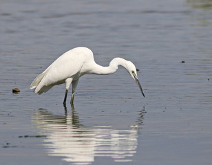 Little Egret in river, Egretta garzetta