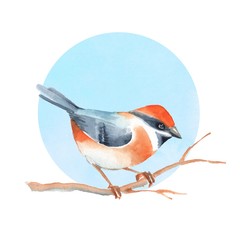 Bird on branch. Blue background. Watercolor painting. 