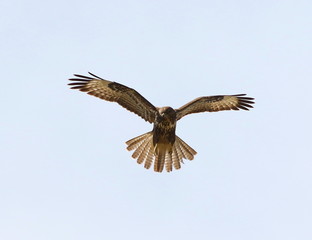 Common Buzzard in flight, Buteo buteo