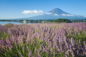 The purple color of lavender and Mountain Fuji in background near the shoreline of The Lake Kawaguchiko