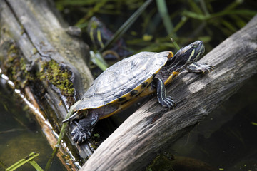 American Red-eared slider, Trachemys scripta elegans, has spread in southern Europe